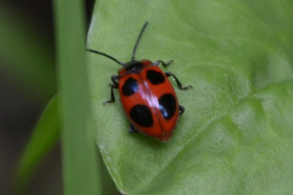 Endomychus coccineus - Endomychidae